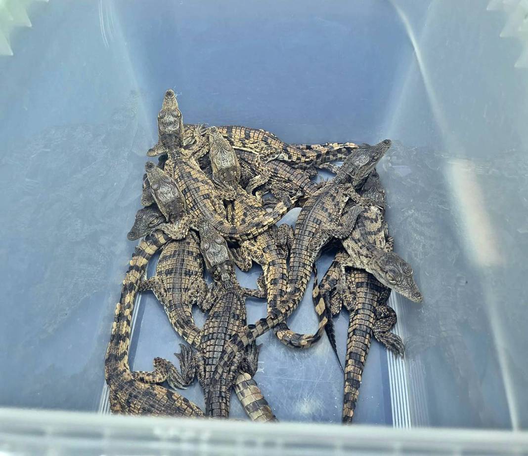 Ülkeye bavulun içinde timsah sokmaya çalıştılar! 12'si canlı, 5'i ölü ele geçirildi 10